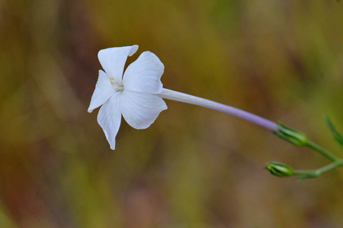 Ipomopsis longiflora, Flaxflowered Ipomopsis